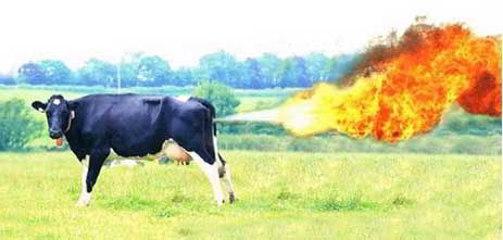 vaca pedorra
