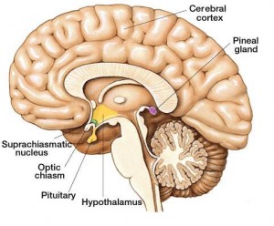 glandulapineal