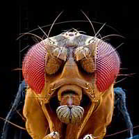 drosophila.jpg