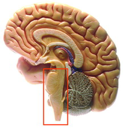 troncocerebral1.jpg