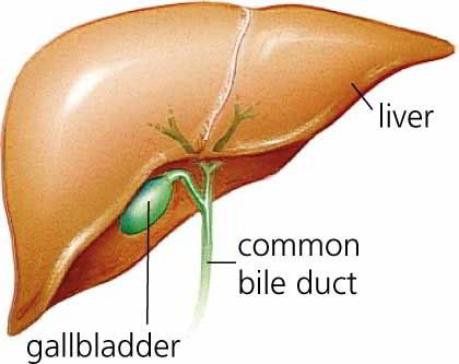 vesicula biliar