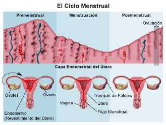 ciclo menstrual